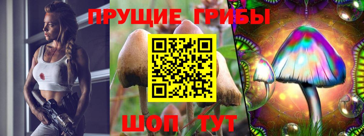 Псилоцибиновые грибы Psilocybe Людиново